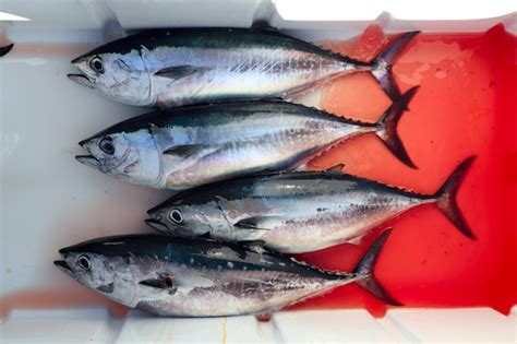 Premium Photo Bloody Bluefin Four Tuna Fish Thunnus Thynnus Catch