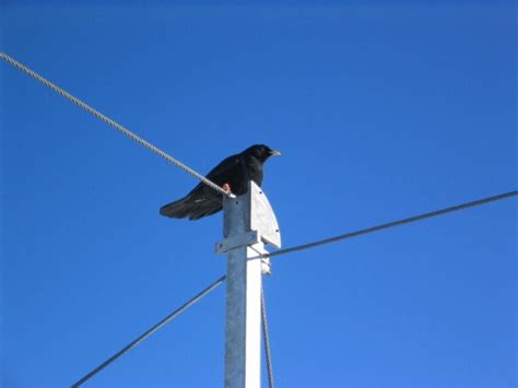 Free Picture Black Bird Telephone Pole