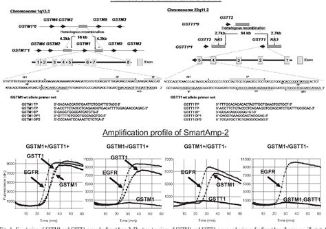 Figure From Direct And Rapid Genotyping Of Glutathione S Transferase