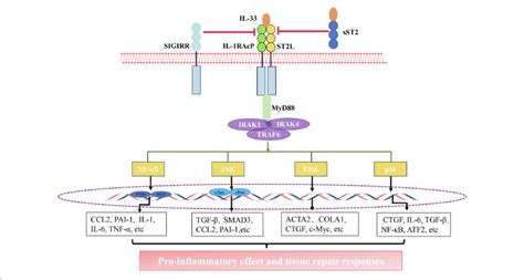 The Interleukin 33 Il 33suppression Of Tumorigenicity 2 St2