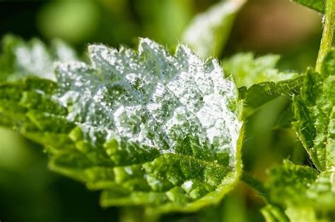 Oidio Sintomi E Cure Del Mal Bianco Delle Piante Greenstyle