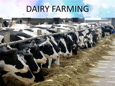 Dairy Farming Ppt