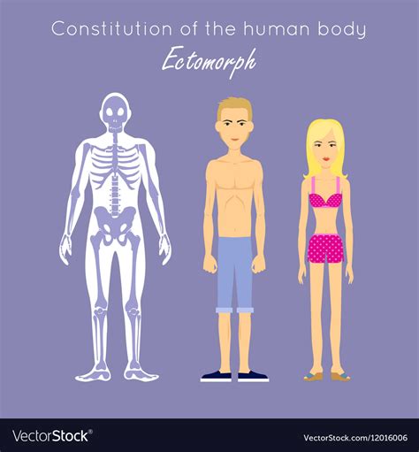Constitution of Human Body Ectomorph Ectomorphic Vector Image