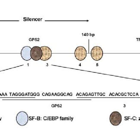 Organization Of The Human And Rat GST Pi Genes Adapted From Okuda Et