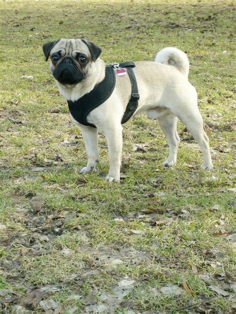 How To Put On A Top Paw Adjustable Harness Cuteness