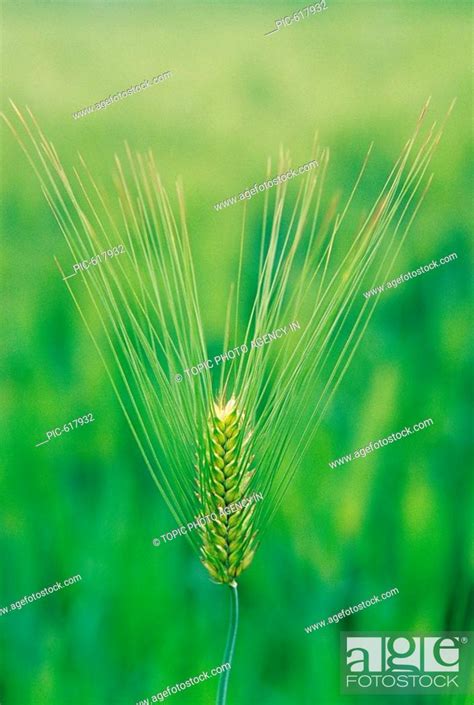 Barley Plant, Stock Photo, Picture And Rights Managed Image. Pic. PIC ...