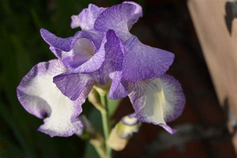 Free Images Nature Blossom White Flower Purple Petal Summer