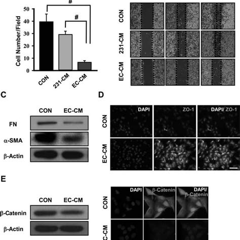 Hesc Ecs Inhibit Proliferation And Induce Apoptosis Of Breast Cancer Download Scientific