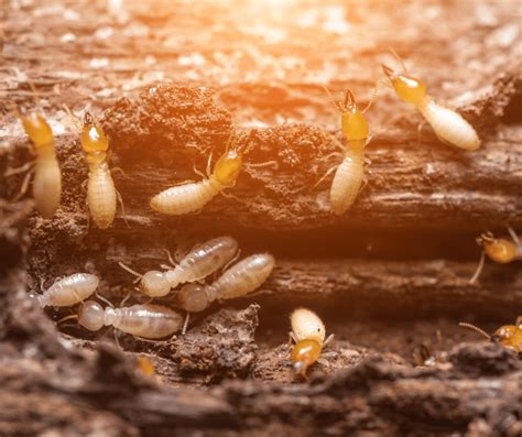 What To Expect When Termite Tenting Drive Bye Pest Exterminators