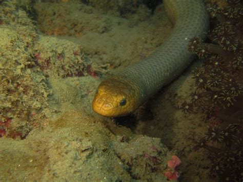 Sea Snake Facts: 16 Facts about Sea Snakes