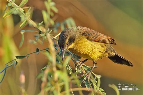 Unicolored Blackbird Photos Unicolored Blackbird Images Nature