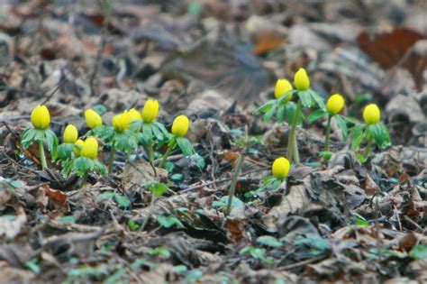 Gele Anemoon De Warande In Driebergen Foto Renk Knol Flickr