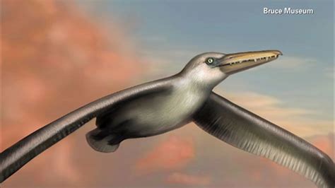 Scientists identify largest flying bird ever - ABC7 Chicago