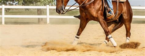 Reining Horse on Behance