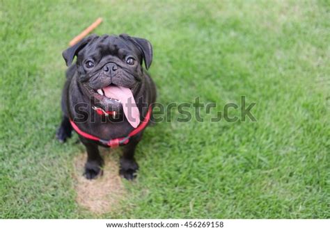 Funny Face Black Puppy Pug Dogblack Stock Photo 456269158 | Shutterstock