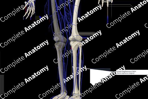 Great Saphenous Vein | Complete Anatomy