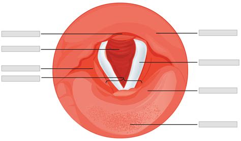 Vocal cords Diagram | Quizlet