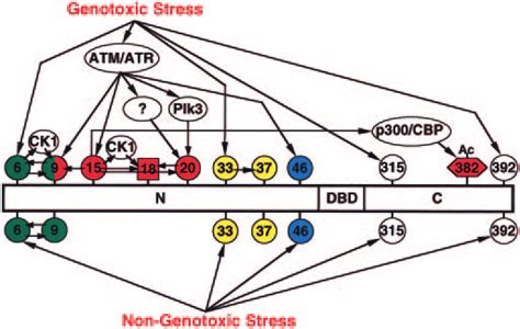 Model Showing Proposed Post Translational Signaling To P53 In Response Download Scientific