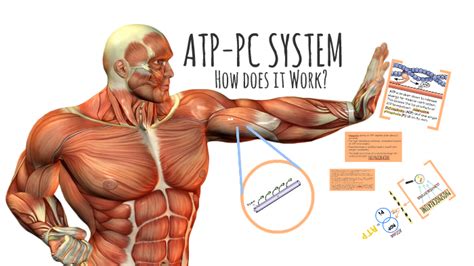 ATP-PC SYSTEM by Hollow Julia on Prezi