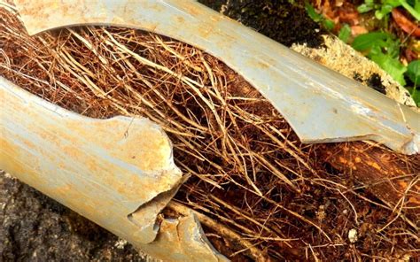 Tree Roots And Drains Unlike Gin Tonic They Do Not Mix Well