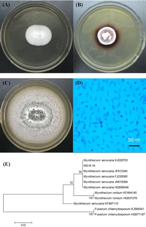 Figure From Production Of Laccase By A New Myrothecium Verrucaria Md