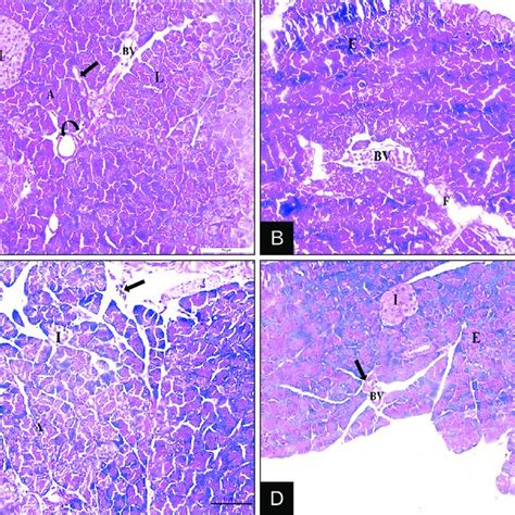 Representative Caspase 3 Immunostaining Of Rat Pancreas A Control