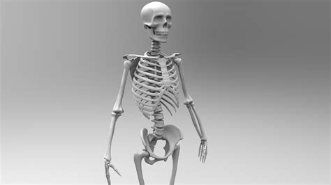 Skeleton Unity Rigged D Model Turbosquid