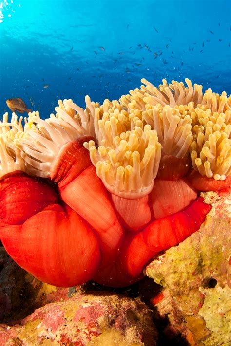 Orange Sea Anemone