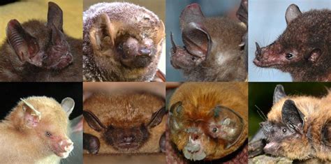 Bat Week Day 2: The many faces of bats - Healthy Wildlife