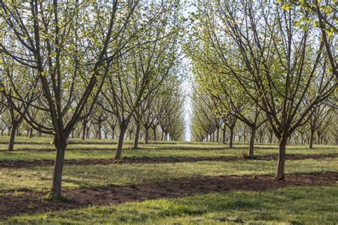 436 Hazelnut Orchard Stock Photos - Free & Royalty-Free Stock Photos ...