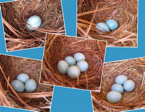 Five Bluebird Eggs - Virily