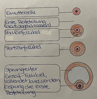 Anatomie Geschlechtsorgane Karteikarten Quizlet