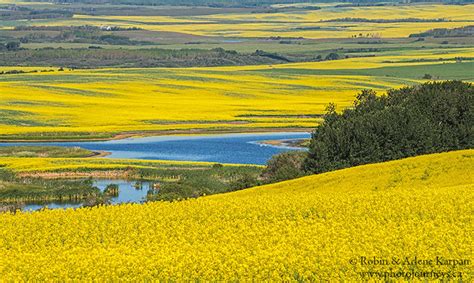 The Joys Of Photographing Saskatchewans Canola Bloom Photo Journeys