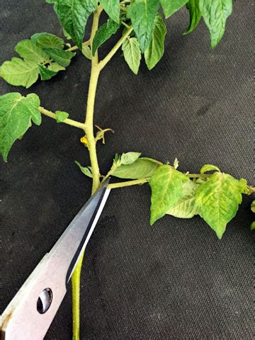 Propagating Tomatoes From Cuttings Tastylandscapetastylandscape