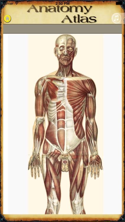 Full Atlas of Human Anatomy - Human Body Anatomy with all Human Organs ...