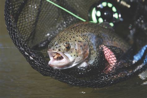 Pennsylvania Trout Fishing Forecast 2018 Game And Fish