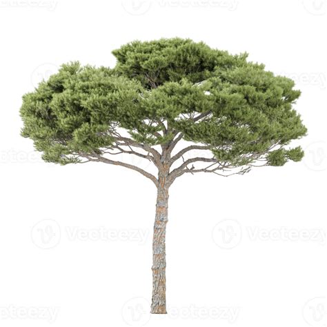 collection  pinus pinaster tree isolated  transparent canvas
