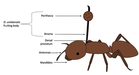 Ophiocordyceps Unilateralis Zombie Fungi GenÇomÜ