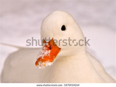 4019 Imágenes De Call Duck Imágenes Fotos Y Vectores De Stock