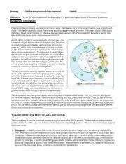 Gel Electrophoresis Lab Cancer Detection Handout Docx Biology Gel