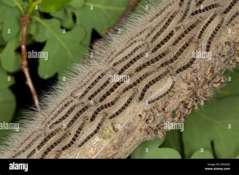 Chenille Processionnaire Du Ch Ne Eichen Prozessionsspinner