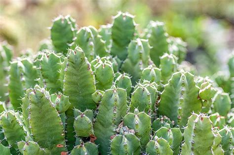 Euphorbia Resinifera Maghrebinische Säulenwolfsmilch Tpflanzen