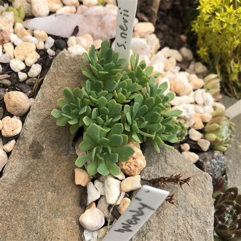 Photo Of The Entire Plant Of Cliff Stonecrop Sedum Glaucophyllum