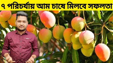 আম চাষে ৭ টি বিষয় মাথায় রাখলে প্রতি বছরই মিলবে আম আম চাষে নতুন কৌশল 7 Special Care Of