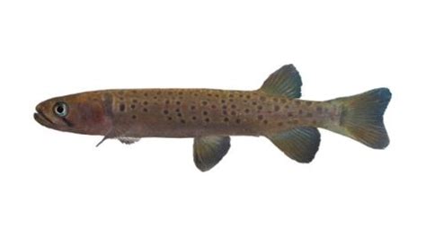 Fishing For Spotted Mountain Trout Fish Species FishAngler