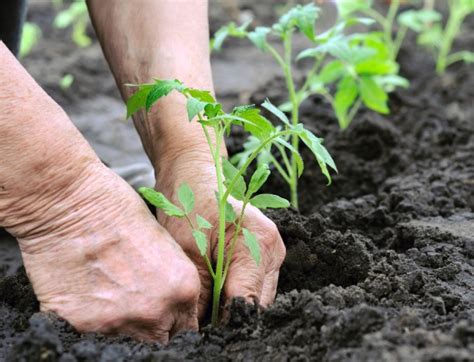 Mini Horta Life Ter Horta De Temperos é Fácil Veja Como Cuidar E