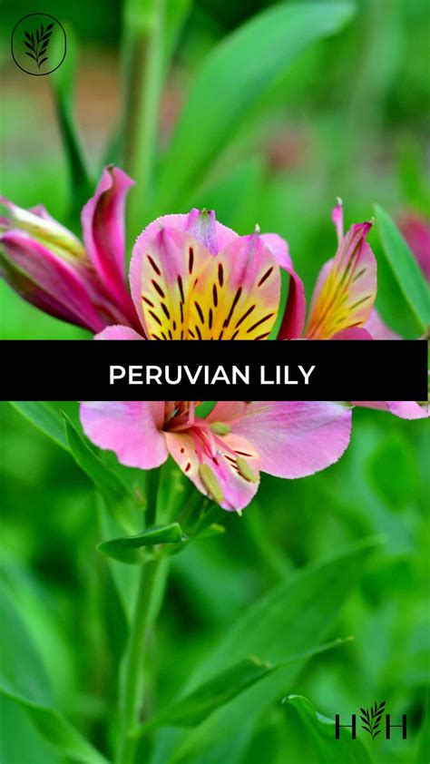 Peruvian lily 🌸 🌿 South America's floral gift to gardens everywhere