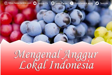 Mengenal Anggur Lokal Indonesia