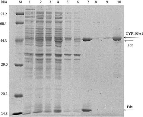 SDSPAGE Analysis Of Cytosolic Fractions Of The Recombinant E Coli