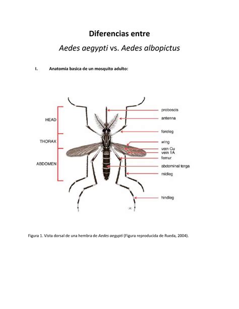 Diferencias Taxonomicas Aedes Aegypti Vs Albopictus Diferencias Entre